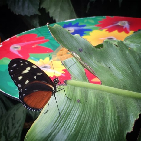 running, iceland, butterfly, london zoo, exercise, trail running, i love running, girls who run, exercise, workout, fitness, running blog, running tips, average runner, below average runner, sorry i've got to run, sophie o'gorman, fitfam,