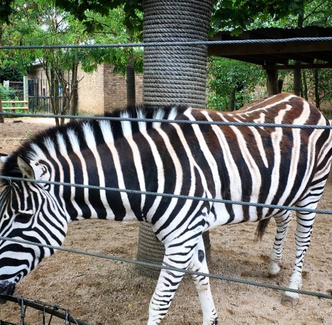 running, iceland, exercise, trail running, i love running, girls who run, exercise, workout, fitness, running blog, running tips, average runner, below average runner, sorry i've got to run, sophie o'gorman, fitfam,